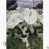 五彩芋 高度30-60公分 都有 園林 庭院 花鏡 土球好 冠幅好 精品