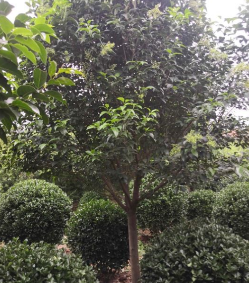 處理大葉女貞，紫葉稠李，花石榴，五角楓，自家圃里貨