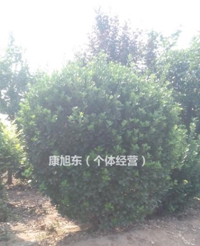 大葉黃楊球-山東招遠自家種植大葉黃楊球--量大