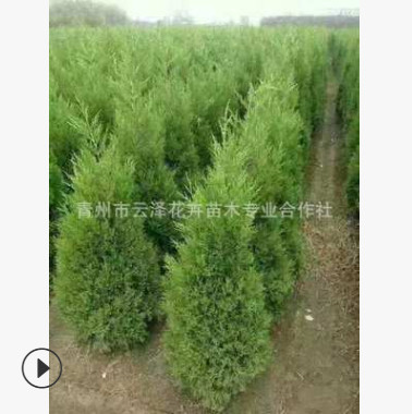 蜀塊 蜀儈 雪松 刺松 小龍柏 儈柏塔柏苗 松柏樹