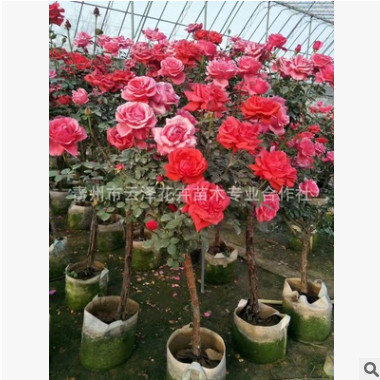 月季樹 美化高桿月季樹 盆栽月季樹