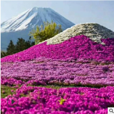 叢生福祿考 營養(yǎng)袋芝櫻花 盆栽福祿考 花海基地直供多色