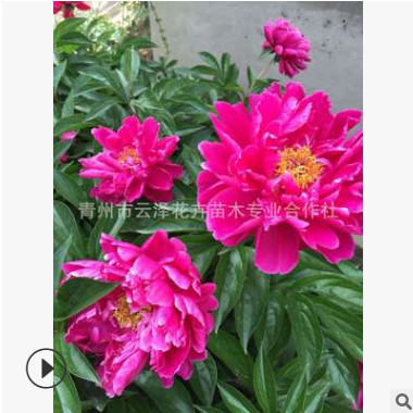 牡丹花苗 芍藥花多色 盆栽牡丹花芍藥花 綠化苗圃直銷 牡丹花種苗