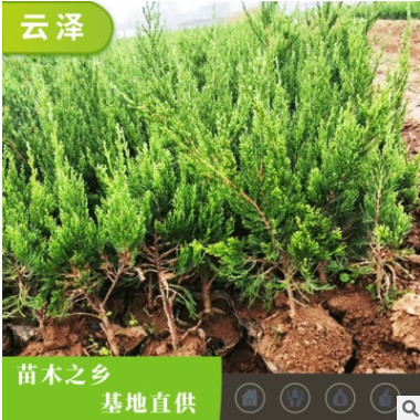 盆栽小龍柏 綠化苗木 青州花草基地直供 公園 園林
