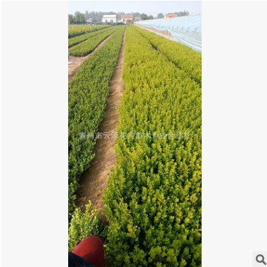 瓜子黃楊 小葉黃楊 灌木杯苗盆栽苗 工程綠化苗木 青州花卉基地