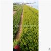 瓜子黃楊 小葉黃楊 灌木杯苗盆栽苗 工程綠化苗木 青州花卉基地