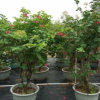 紅花勒杜鵑 盆苗 高1.5-1.8米 三角梅 中山苗木基地