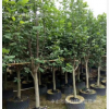 玉堂春　紫玉蘭　辛夷　植物報價　園林工程　綠化設計　苗木　花