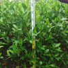 紅樹林苗批發 秋茄　濕地植物