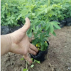 雙莢槐 袋苗 黃花決明 中山苗木基地批發
