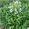 花廠直銷小盆栽百子蓮 批發各種藍花的花卉帶土發貨