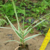 花葉蘆竹即可水體綠化亦可濕地綠化 花廠直銷營杯苗金邊蘆葦