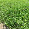 濕地綠化小袋苗馬鞍藤長30-60cm馬蹄草馬六藤中山基地直銷