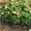 花廠批發多花色小盆栽五色梅 基地馬櫻丹等多種綠植苗帶土發貨