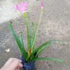 苗圃批發紅花韭蘭 四季開花風雨蘭