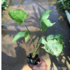 合果芋　白蝴蝶　地被　植物　陰生　報價　市政苗木