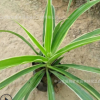 花廠直銷吊蘭 綠植小盆栽花卉批發 多種吊蘭銀邊金心金邊