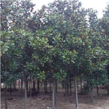 基地供應 優質廣玉蘭 廣玉蘭苗供應各種工程苗木