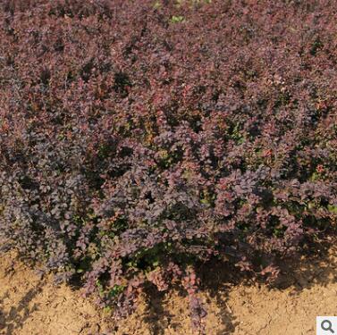 供應紅葉小檗小苗 紅葉小檗 精品紅葉小檗苗各種規格