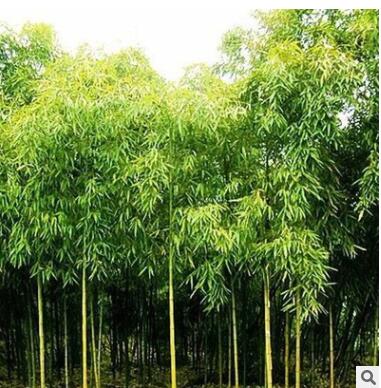 優質雷竹苗 竹子 竹子苗 規格齊全