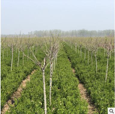 優質衛矛批發 工程綠化 黃楊球冬青球衛矛球 規格全