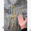 蘆葦 精品 優(yōu)質(zhì) 水生苗 成活率高 園林 綠化 工程 蕭山 苗圃直銷