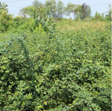 批發迎春 迎春花 迎春小苗 精品·迎春 規格齊全