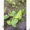 花葉美人焦 色塊 地被 水生 灌木 喬木 品種 規(guī)格 齊全 園林苗圃