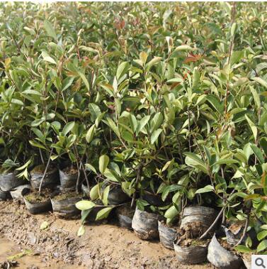 供應紅葉石楠球 園林工程色塊綠化花卉 高桿石楠樹