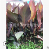 紫葉美人蕉 品種 齊全 工程 園林 綠化苗 根系旺 成活率高 優(yōu)質(zhì)苗