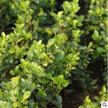 供應大小葉扶芳藤綠化苗木、庭院常見的覆蓋植物