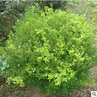 基地供應小葉黃楊球 工程綠化常綠籬笆植物 瓜子黃楊球量大優惠