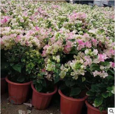 漳州三角梅基地 盆栽地栽綠葉櫻花三角梅勒杜鵑