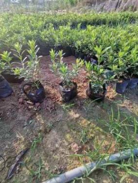 漳州苗木基地 園林工程綠化用苗 毛杜鵑