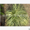 金葉苔草 優(yōu)質(zhì)苗 草花 水生 色塊 灌木類 品種齊全 成活率高 蕭山