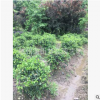 含笑球  造型好 土球好 園林 綠化 工程 蕭山 苗