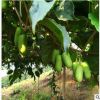 軟棗獼猴桃北方南方庭院栽植獼猴桃苗奇異果樹(shù)苗特色果樹(shù)苗批發(fā)