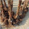 基地供應(yīng)金瑞園藝獼猴桃苗 海沃德紅陽(yáng)黃金果二年大苗獼猴桃樹(shù)苗