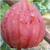 無(wú)花果苗批發(fā)金奧芬 布蘭瑞克波姬紅紫果大青果當(dāng)年結(jié)果樹(shù)苗