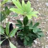 鴨腳木批發 八方招財 觀葉綠植盆栽鵝掌柴