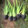 青州花卉 鮮花批 水生植物批發(fā)鳶尾 黃花常綠 濕地綠化 鳶尾盆栽