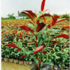 紅背桂 袋苗 中山苗木基地批發