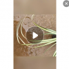 水生植物金絲苔草小袋苗 濕地綠化金葉苔草廣東苗木基地批發