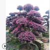 造型紅花繼木假植苗主景特選庭院獨景樹廣東基地批發