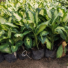 花葉萬年青盆栽綠植工程苗黛粉葉基地直銷