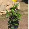 七彩大紅花高度25-30厘米地被小袋苗七彩朱槿工程苗中山基地批發