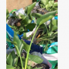 綠植小袋苗鶴望蘭高度25-35cm地被工程苗白花天堂鳥極樂鳥花