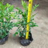 綠植小袋苗九里香高度20-30厘米地被植物千里香綠化工程苗