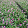 長春花小袋苗高20-25cm中山時花基地直銷