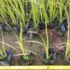 濕地小袋苗金葉菖蒲高12-15cm基地直銷